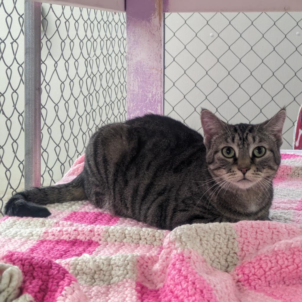 Dolce, an adoptable Domestic Short Hair in East Smithfield , PA, 18817 | Photo Image 3