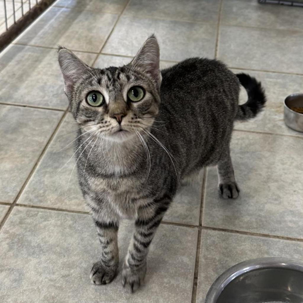 Dolce, an adoptable Domestic Short Hair in East Smithfield , PA, 18817 | Photo Image 4
