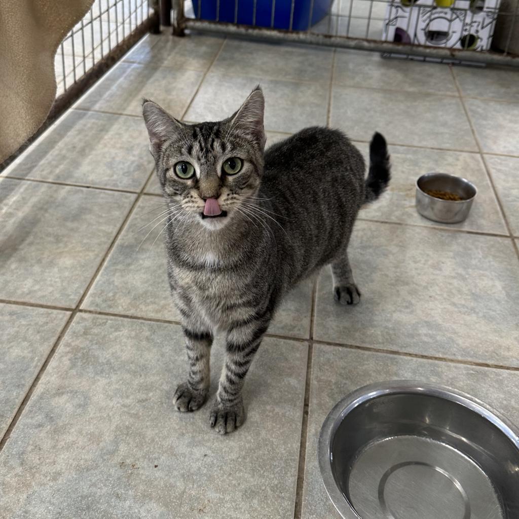 Dolce, an adoptable Domestic Short Hair in East Smithfield , PA, 18817 | Photo Image 5