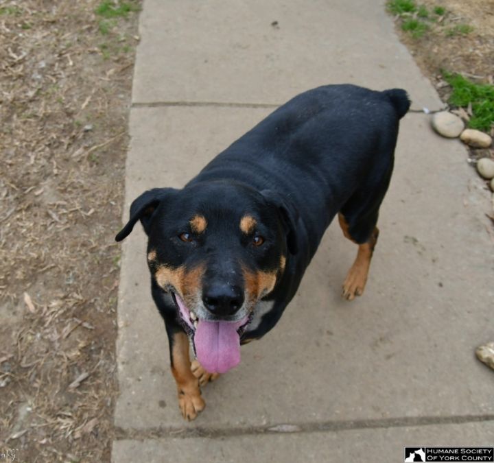 Graham, an adoptable Rottweiler Mix in Fort Mill, SC_image-2