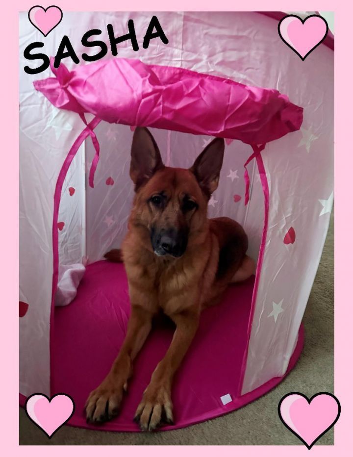 Sasha , an adoptable German Shepherd Dog in Minneapolis , MN_image-1