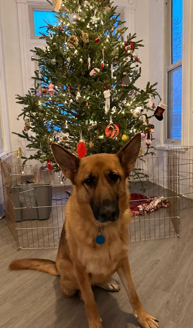 Sasha , an adoptable German Shepherd Dog in Minneapolis , MN_image-2