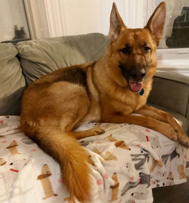 Sasha , an adoptable German Shepherd Dog in Minneapolis , MN_image-4