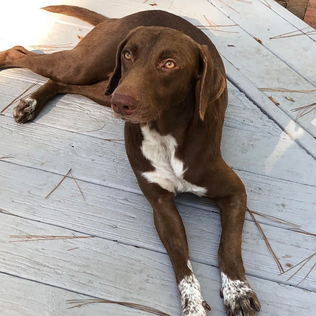 pointer chocolate lab mix