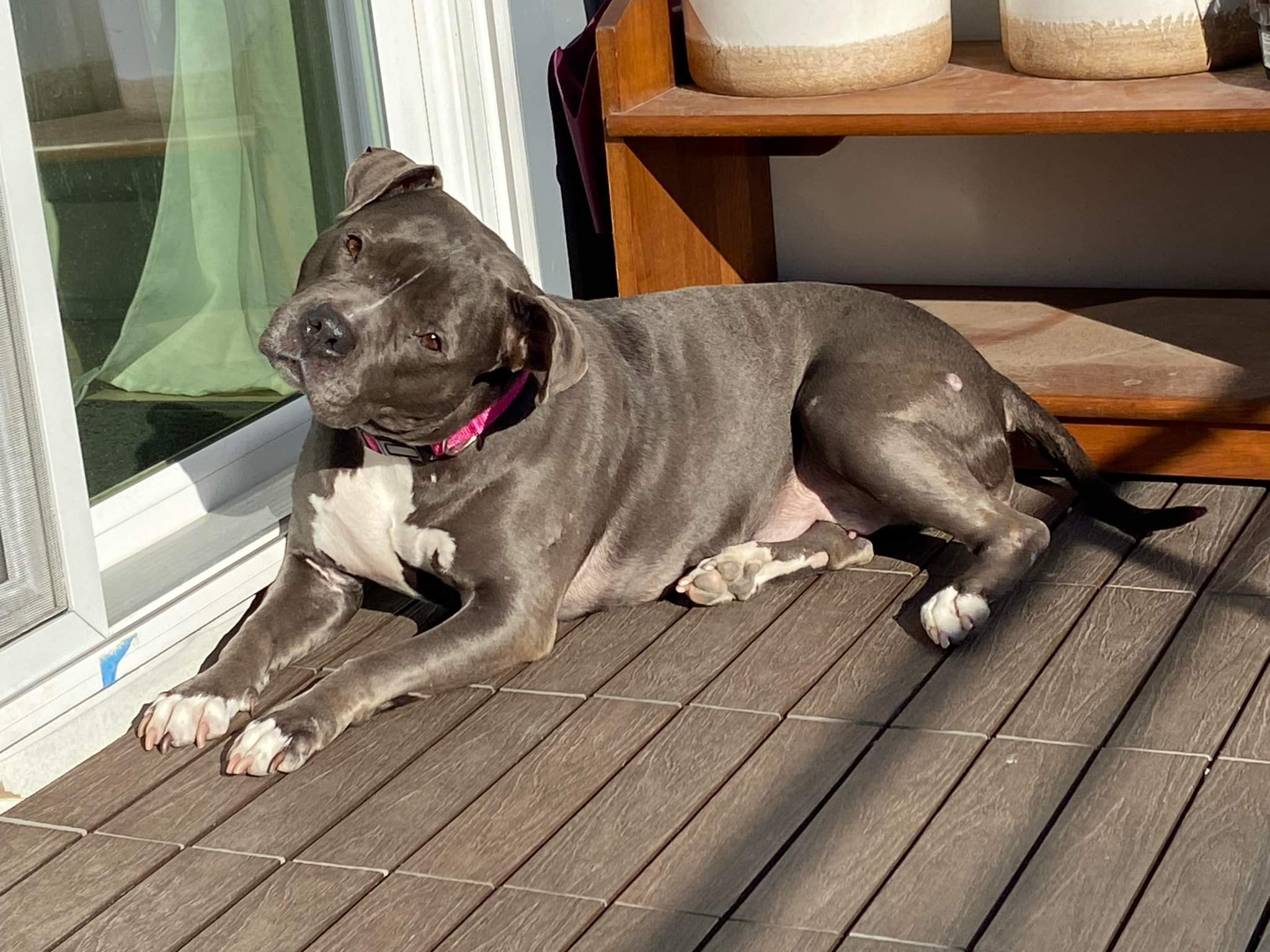 Bonnie, an adoptable American Staffordshire Terrier in Arlee, MT, 59821 | Photo Image 4