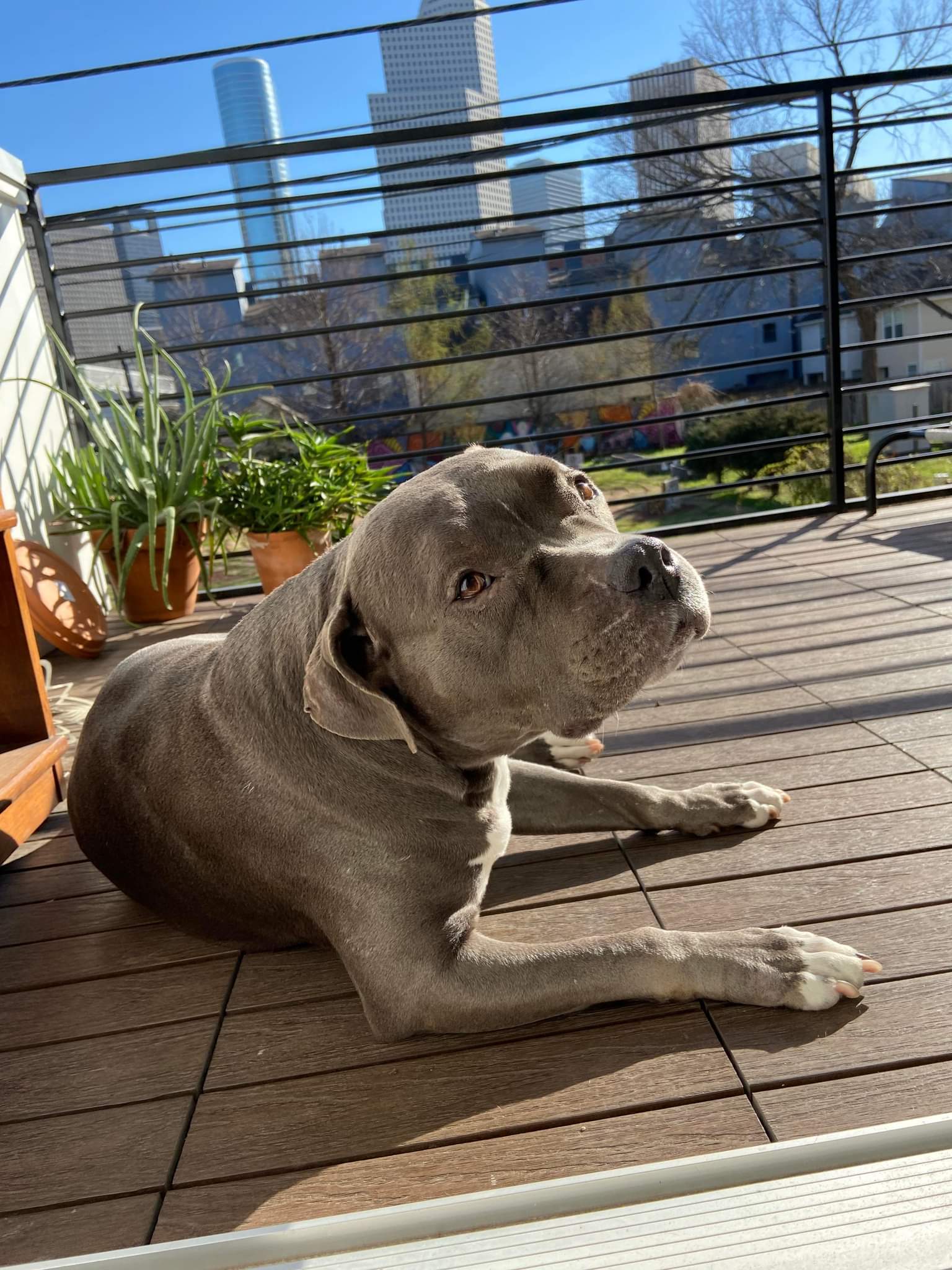 Bonnie, an adoptable American Staffordshire Terrier in Arlee, MT, 59821 | Photo Image 6