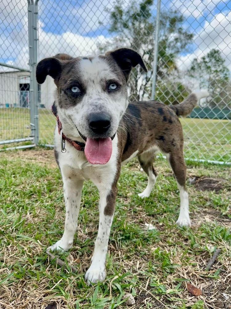 are blue heeler and husky mix