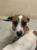 A378723's profile on Petfinder.com