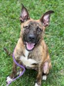 BRINN's profile on Petfinder.com