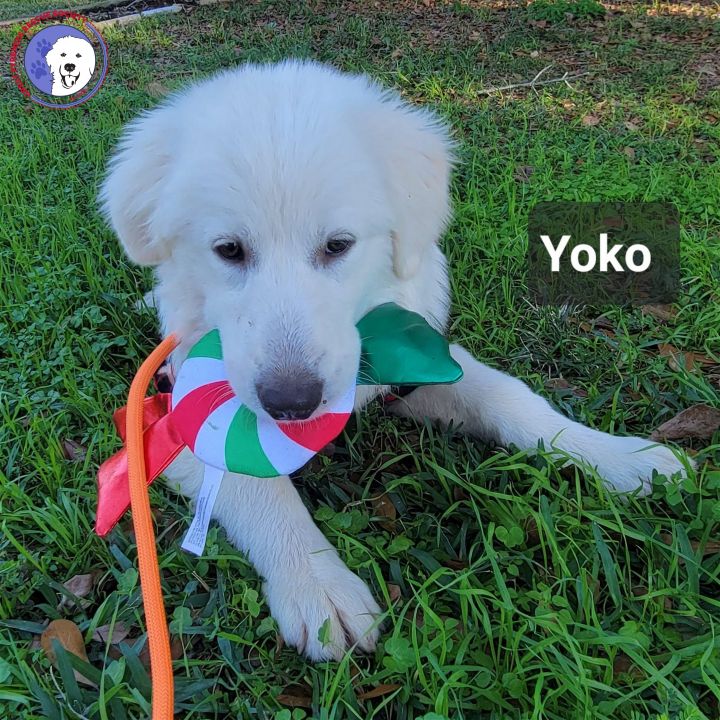 Yoko **Summer Special** 4