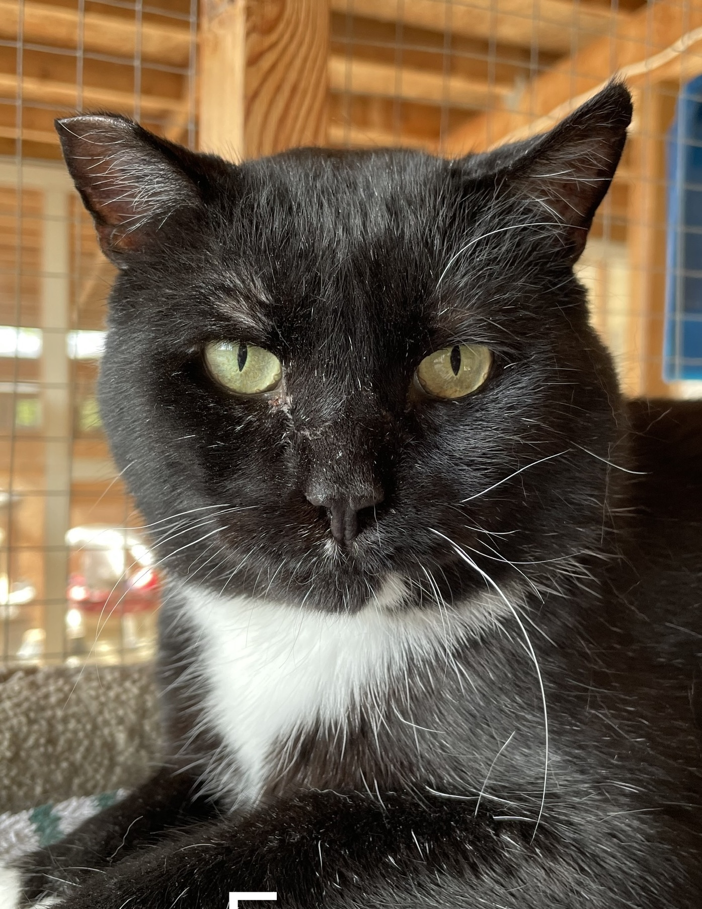 Eugene, an adoptable Domestic Short Hair in Chilliwack, BC, V2P 6H3 | Photo Image 1