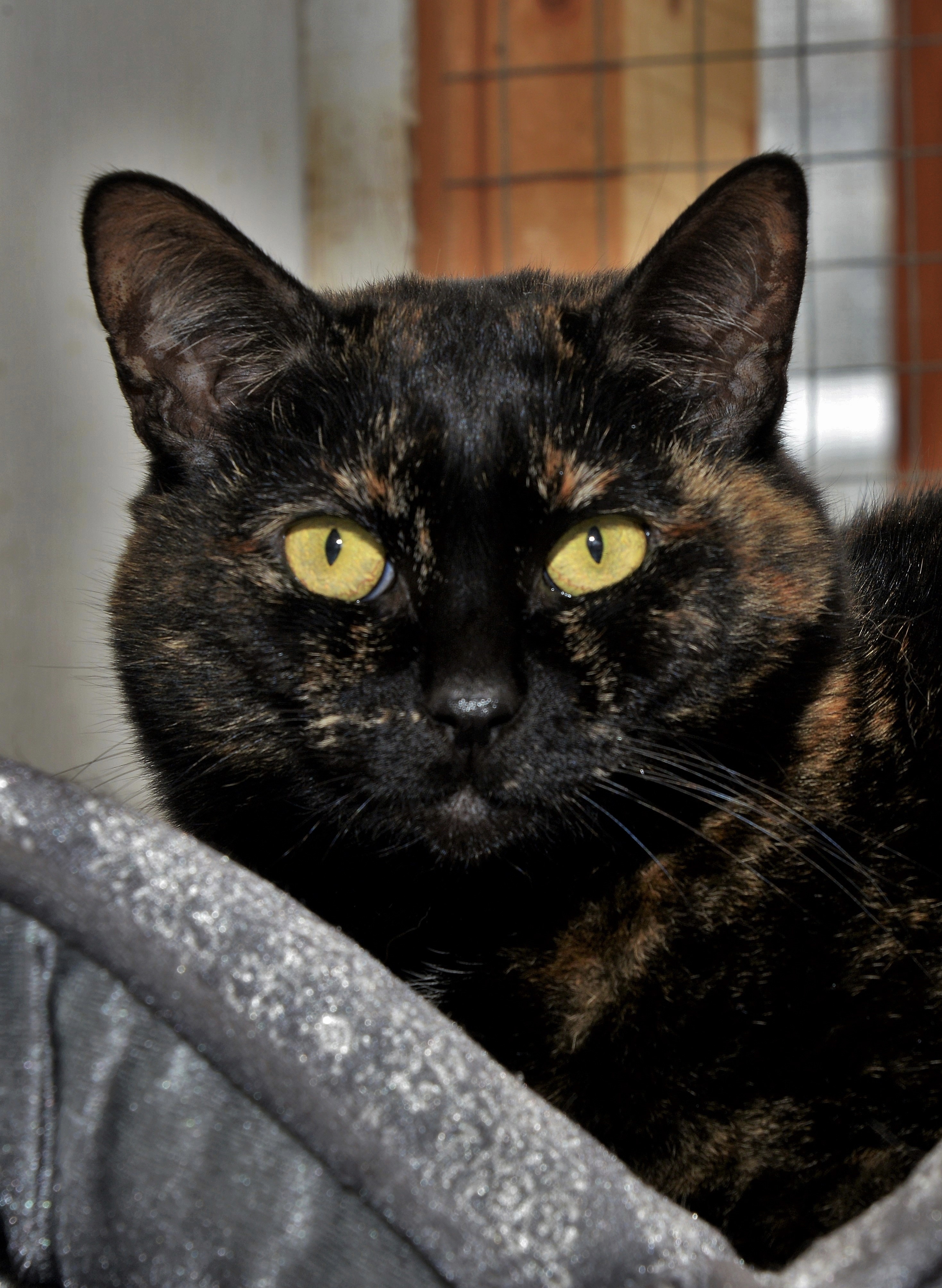 Poppy, an adoptable Domestic Short Hair in Chilliwack, BC, V2P 6H3 | Photo Image 1