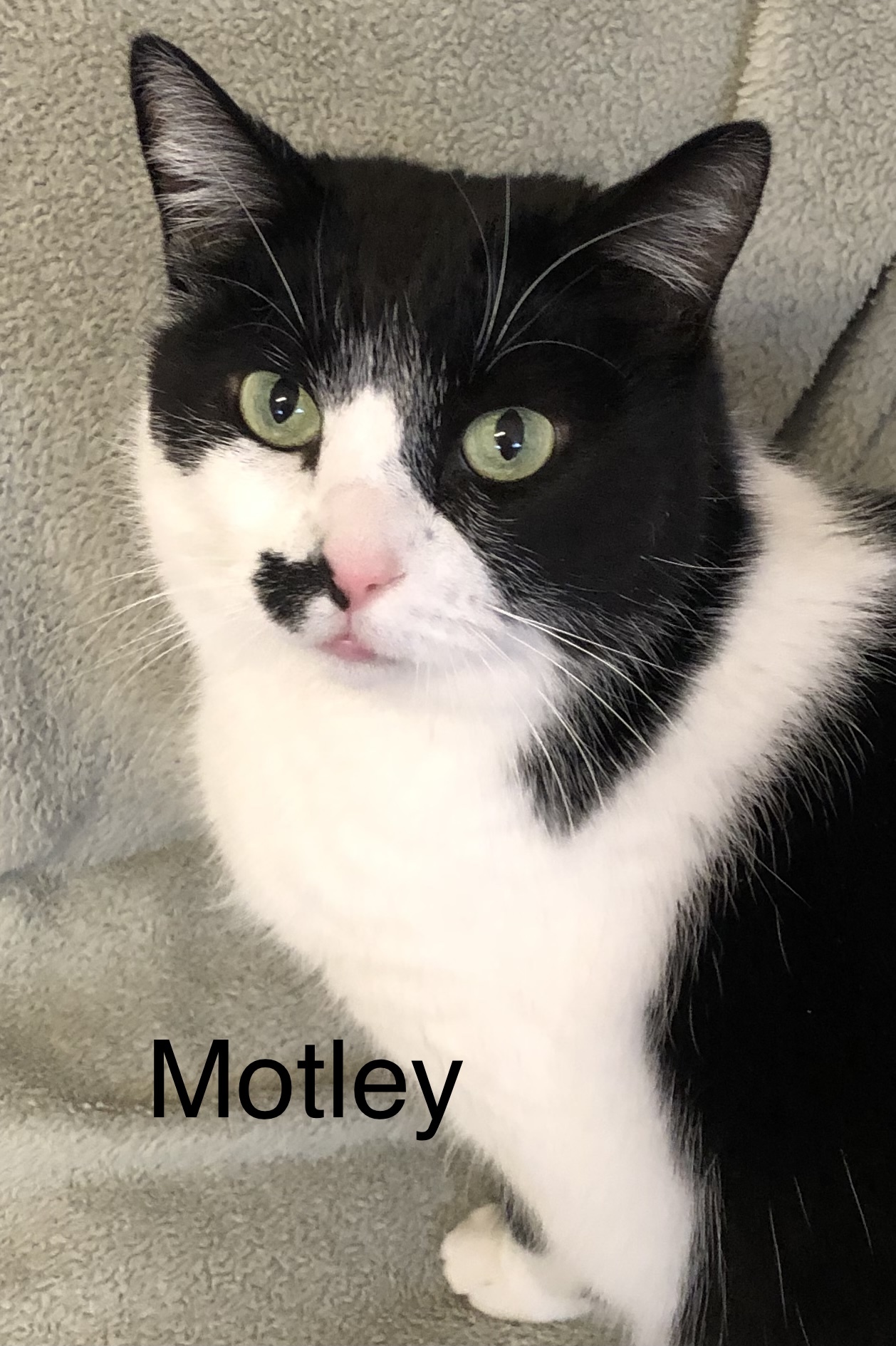 Motley, an adoptable Domestic Short Hair in Chilliwack, BC, V2P 6H3 | Photo Image 1