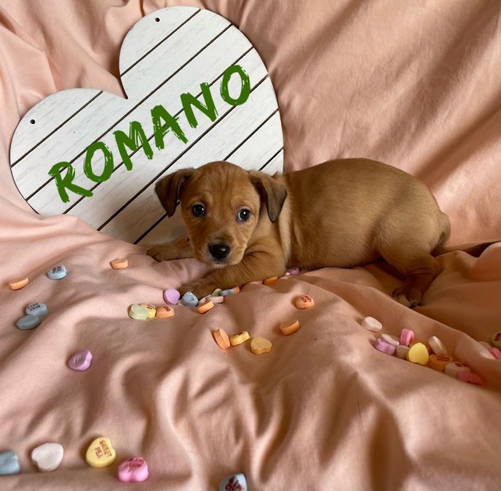 Romano 2