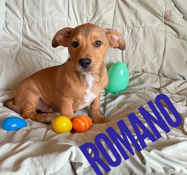 Romano, an adoptable Chihuahua Mix in Mexia, TX_image-1
