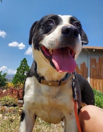 Mabel, an adoptable Border Collie in Yreka, CA, 96097 | Photo Image 1