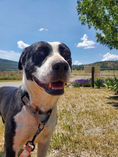 Mabel, an adoptable Border Collie Mix in Yreka, CA_image-2