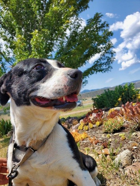 Mabel, an adoptable Border Collie Mix in Yreka, CA_image-3
