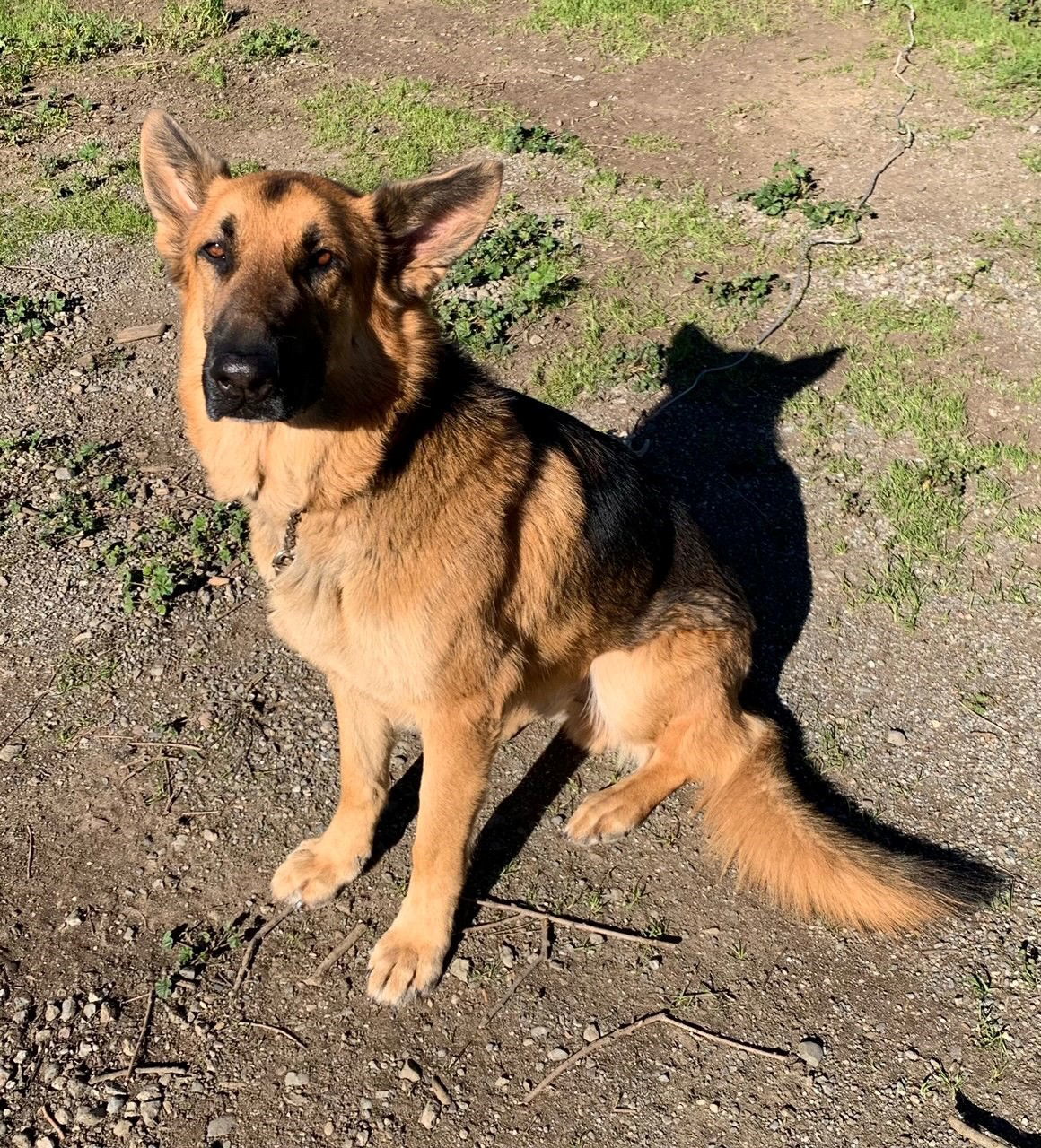 Ollie, an adoptable German Shepherd Dog in Woodland, CA, 95776 | Photo Image 1