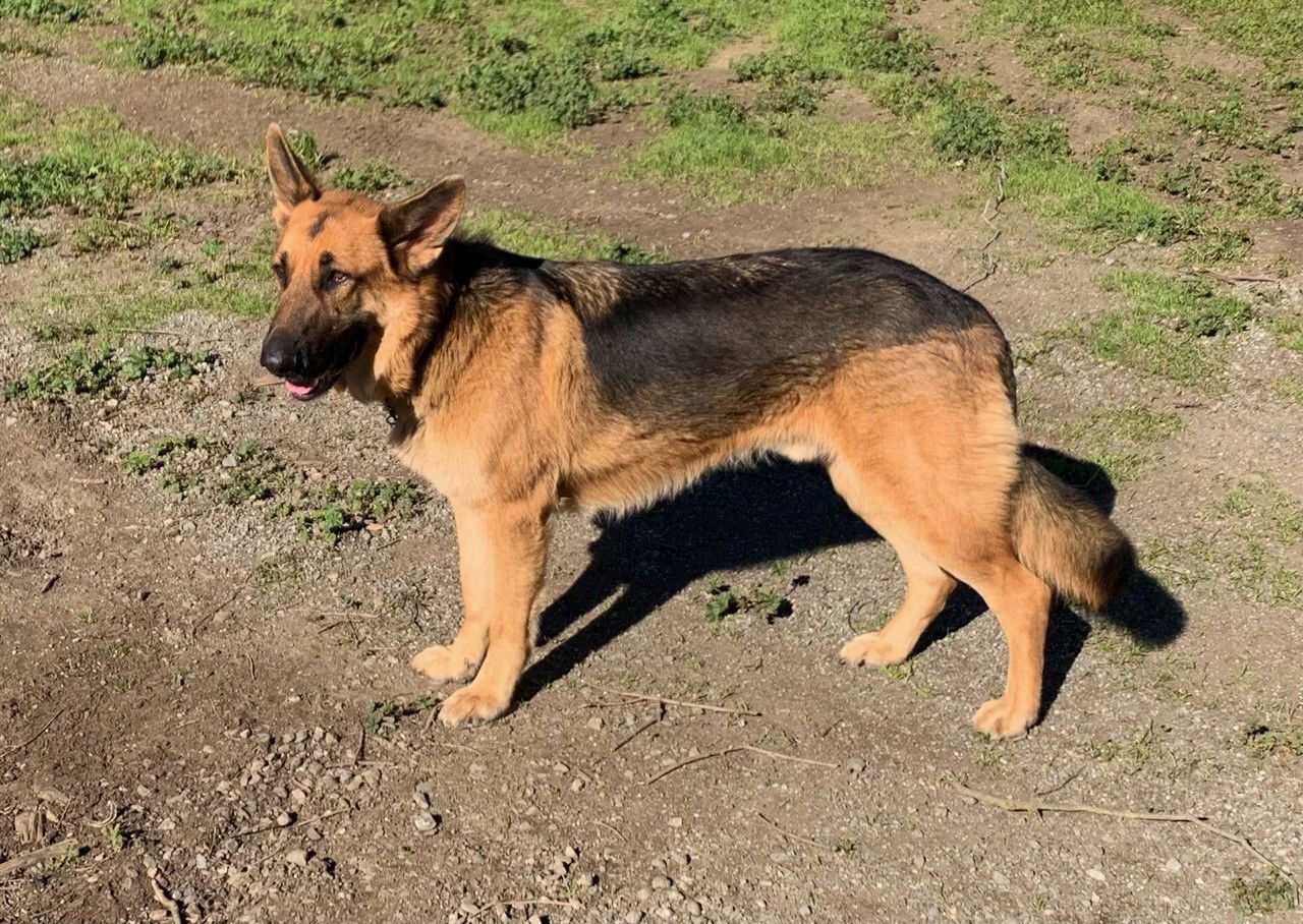 Ollie, an adoptable German Shepherd Dog in Woodland, CA, 95776 | Photo Image 2