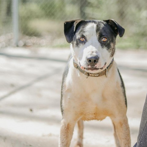 Archer, an adoptable Mixed Breed in Clarksville, AR_image-1