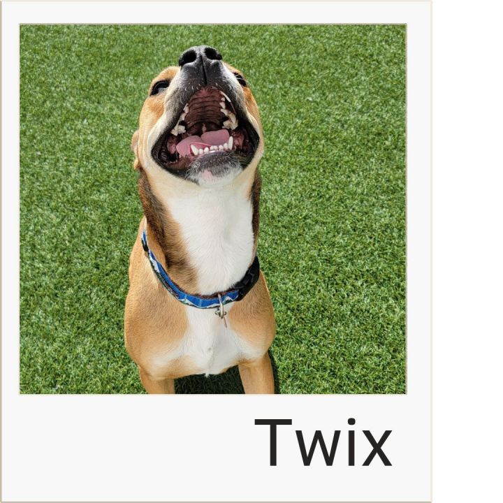 Twix, an adoptable Boxer Mix in Colorado Springs, CO_image-1