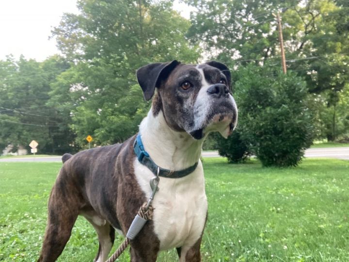 Dog for adoption - Baxter, a Boxer in Limekiln, PA | Petfinder