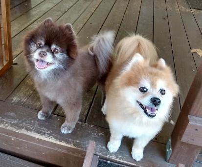 Chocolate pomeranian 2025 for adoption