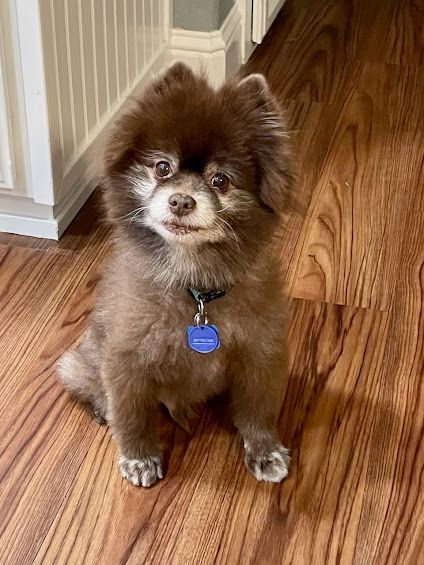 Chocolate pomeranian hotsell for adoption