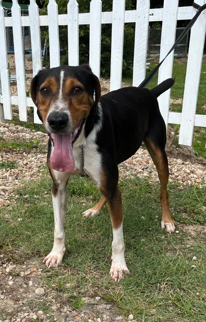 Ethan, an adoptable Hound, Mixed Breed in Saint Francisville, LA, 70775 | Photo Image 1