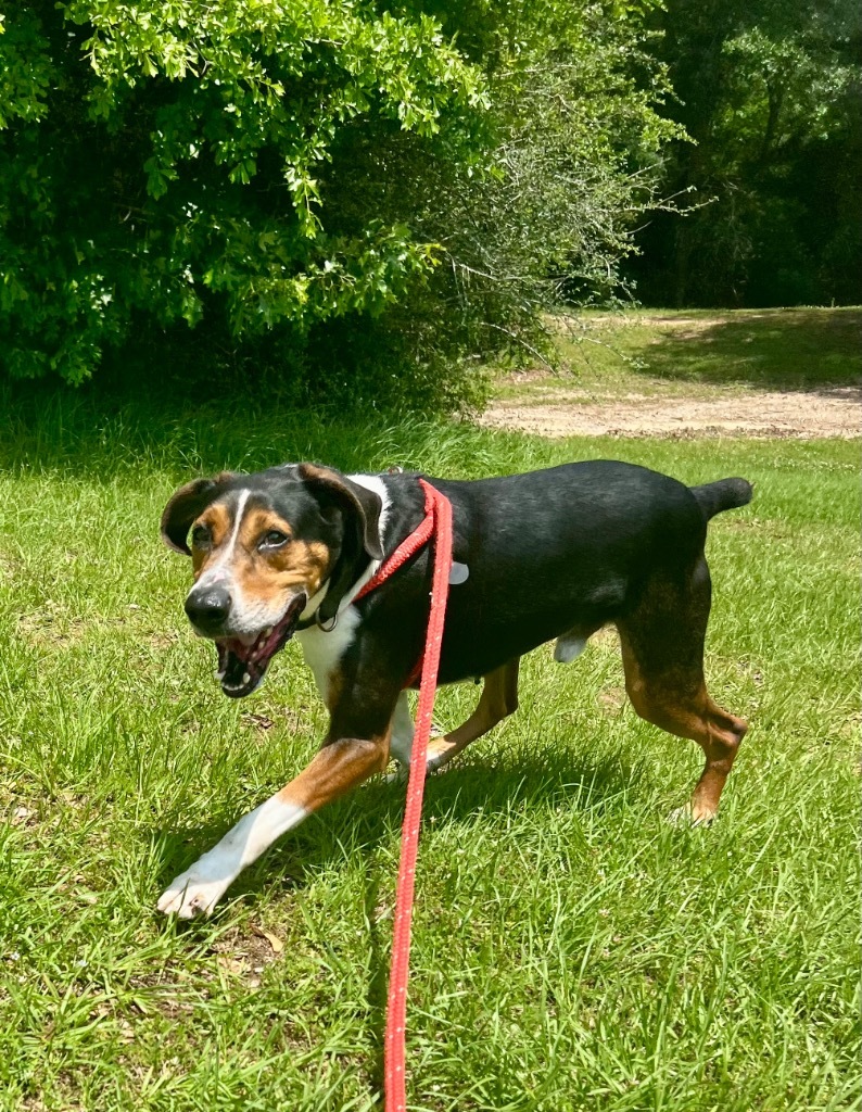 Ethan, an adoptable Hound, Beagle in Saint Francisville, LA, 70775 | Photo Image 1
