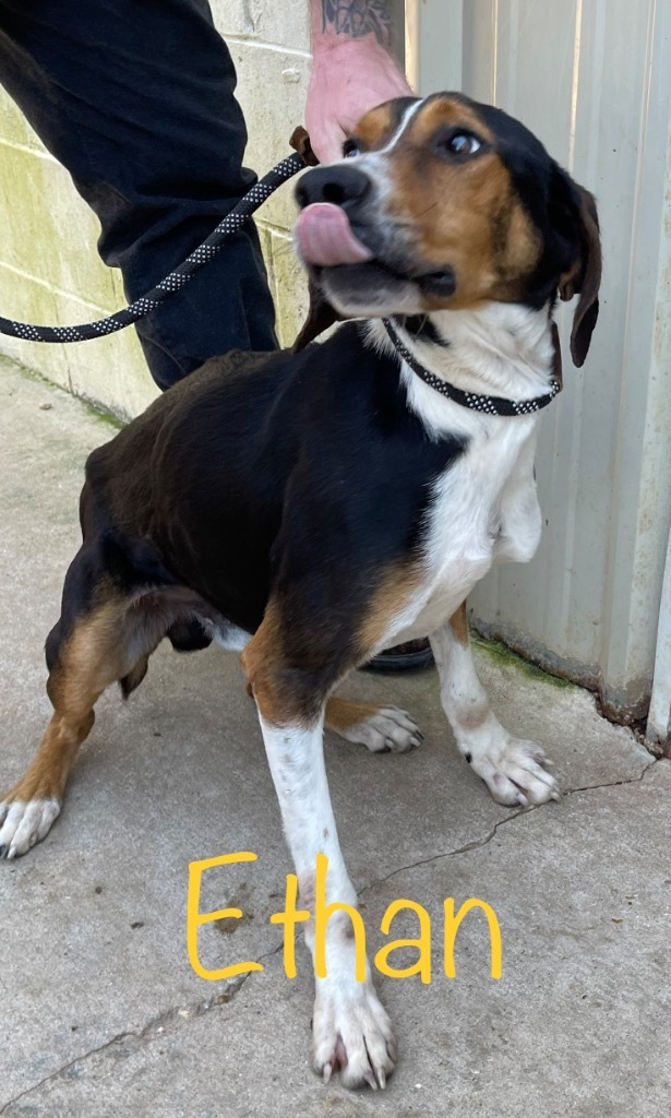 Ethan, an adoptable Hound, Mixed Breed in Saint Francisville, LA, 70775 | Photo Image 2