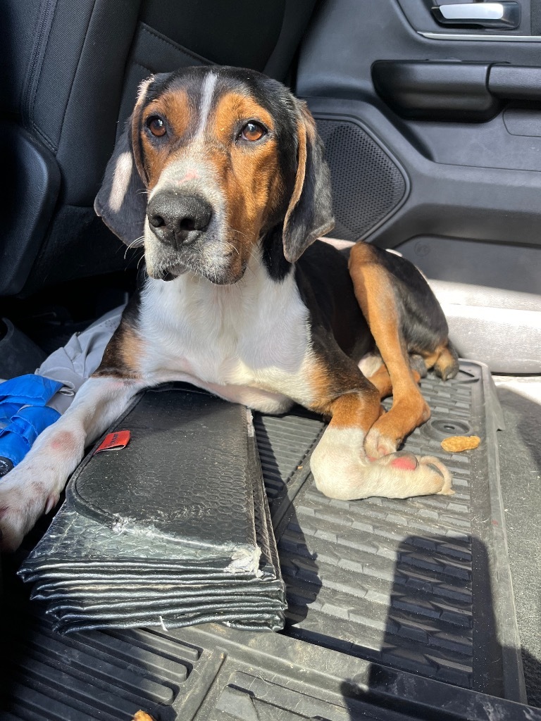 Ethan, an adoptable Hound, Beagle in Saint Francisville, LA, 70775 | Photo Image 3