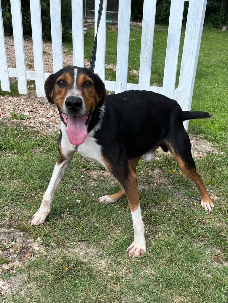 Ethan, an adoptable Hound, Mixed Breed in Saint Francisville, LA, 70775 | Photo Image 4