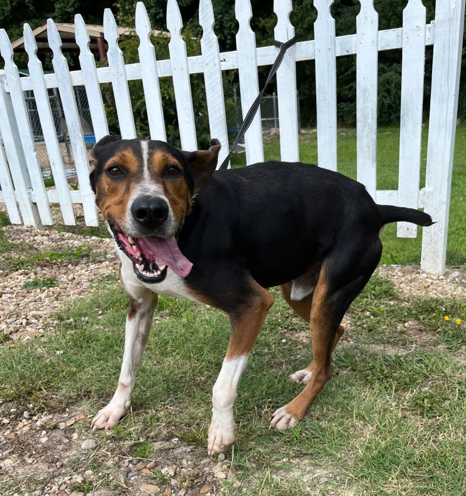 Ethan, an adoptable Hound, Mixed Breed in Saint Francisville, LA, 70775 | Photo Image 5