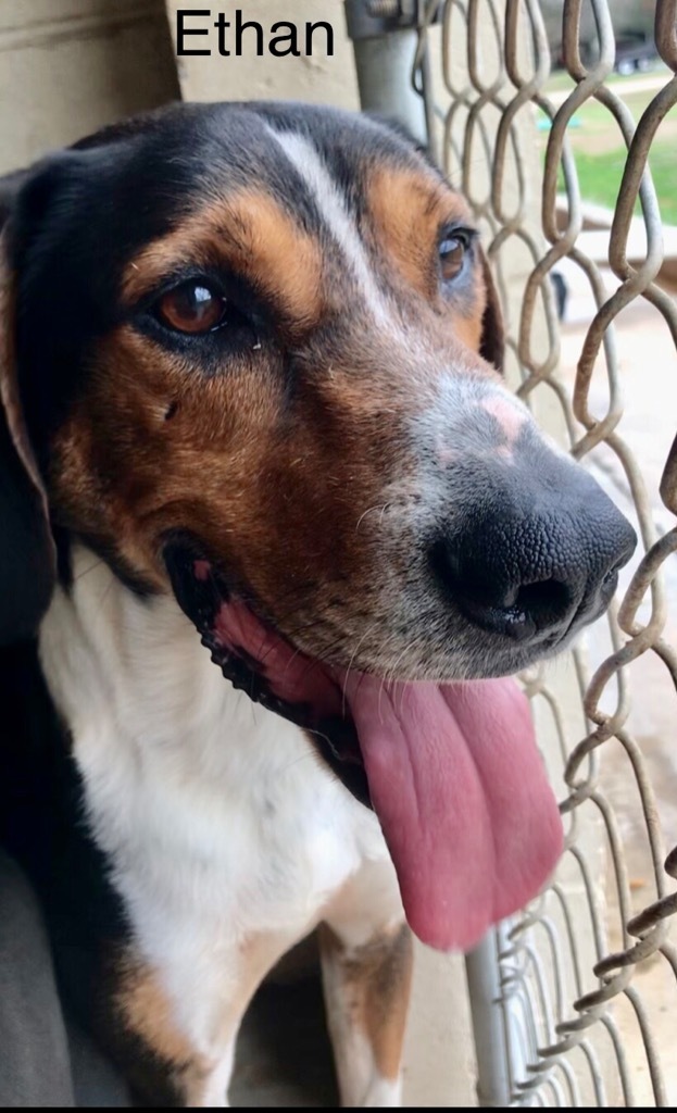 Ethan, an adoptable Hound, Mixed Breed in Saint Francisville, LA, 70775 | Photo Image 6