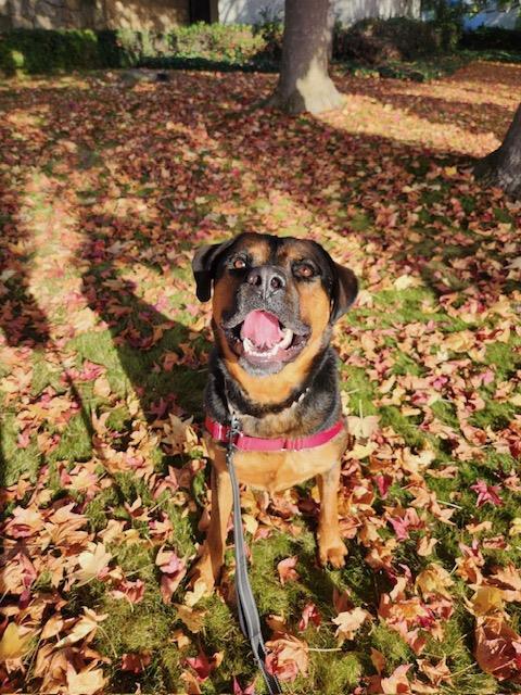 JACK, an adoptable Rottweiler, Mixed Breed in Santa Barbara, CA, 93111 | Photo Image 1