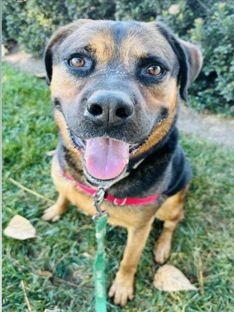 JACK, an adoptable Rottweiler, Mixed Breed in Santa Barbara, CA, 93111 | Photo Image 1