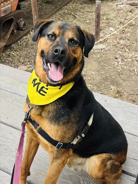 JACK, an adoptable Rottweiler, Mixed Breed in Santa Barbara, CA, 93111 | Photo Image 1