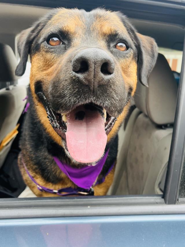 JACK, an adoptable Rottweiler, Mixed Breed in Santa Barbara, CA, 93111 | Photo Image 1