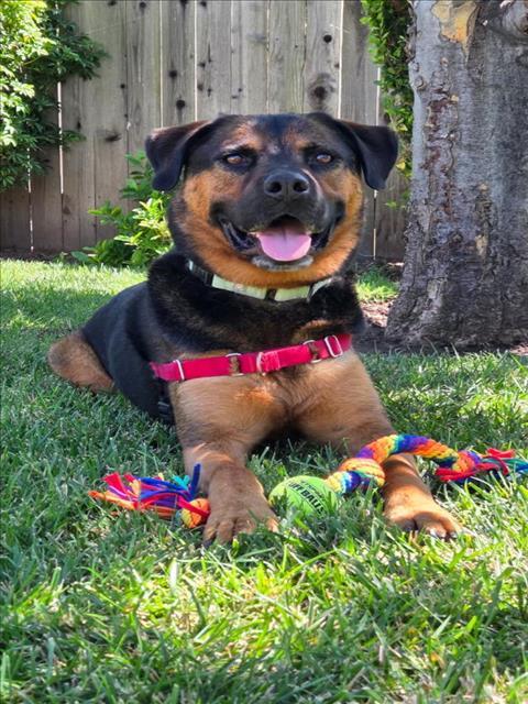 JACK, an adoptable Rottweiler, Mixed Breed in Santa Barbara, CA, 93111 | Photo Image 1