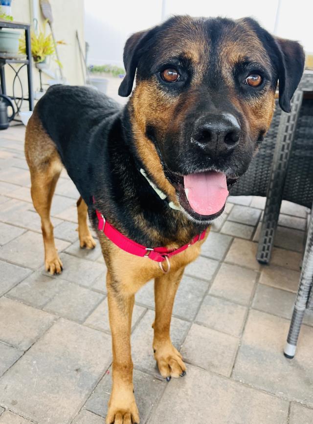 JACK, an adoptable Rottweiler, Mixed Breed in Santa Barbara, CA, 93111 | Photo Image 1