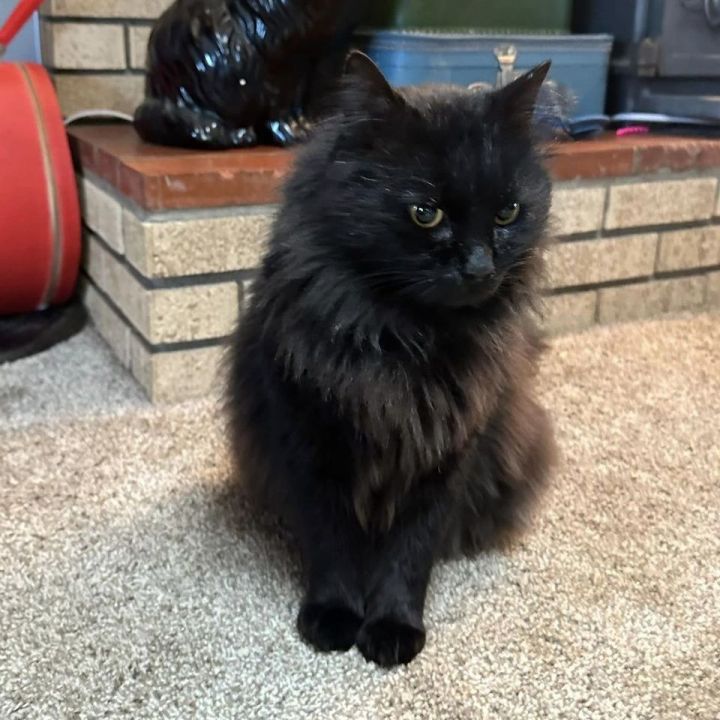 Conway Kitty  2