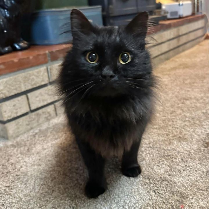 Conway Kitty  6