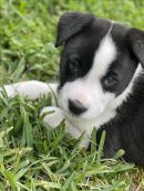 OREO's profile on Petfinder.com