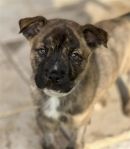 TWIX's profile on Petfinder.com