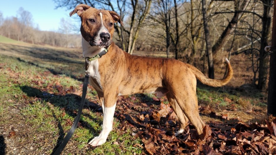 Tyson, an adoptable Mountain Cur in Woodsfield, OH, 43793 | Photo Image 1