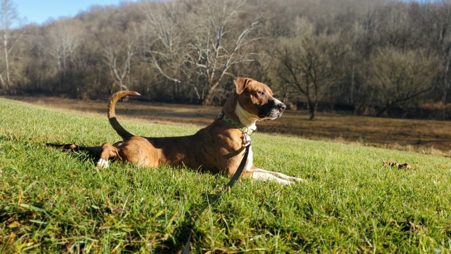 Tyson, an adoptable Mountain Cur in Woodsfield, OH, 43793 | Photo Image 3
