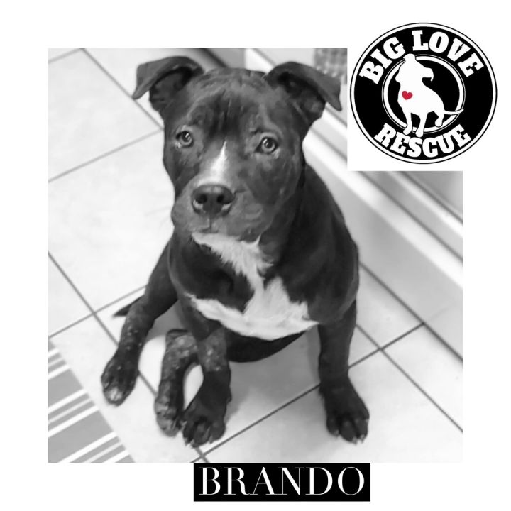 Brando, an adoptable American Bully Mix in Cypress, TX_image-1