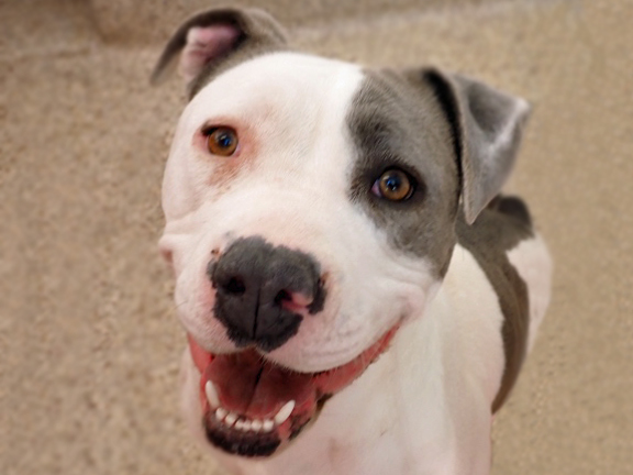 MILEY*, an adoptable Pit Bull Terrier, Mixed Breed in Tucson, AZ, 85745 | Photo Image 1